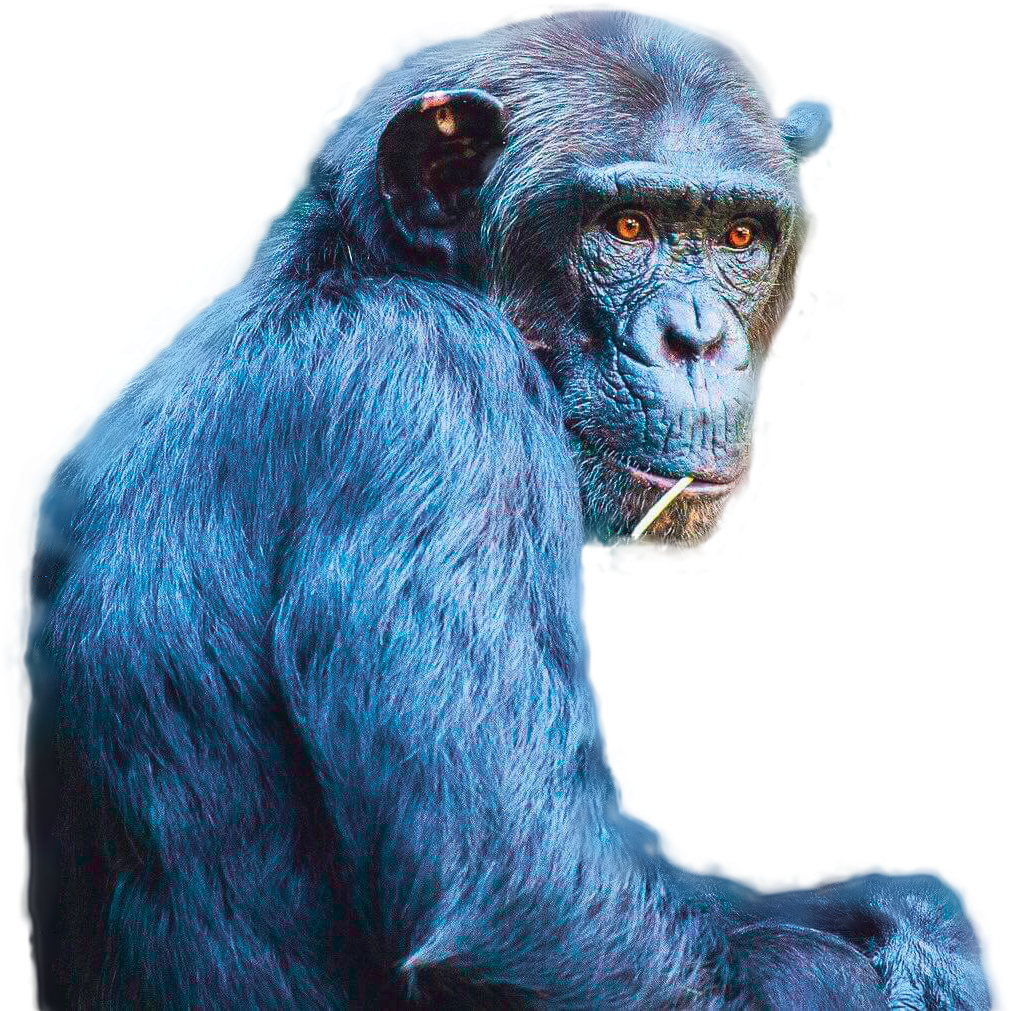 Thoughtful Chimpanzee Portrait PNG image