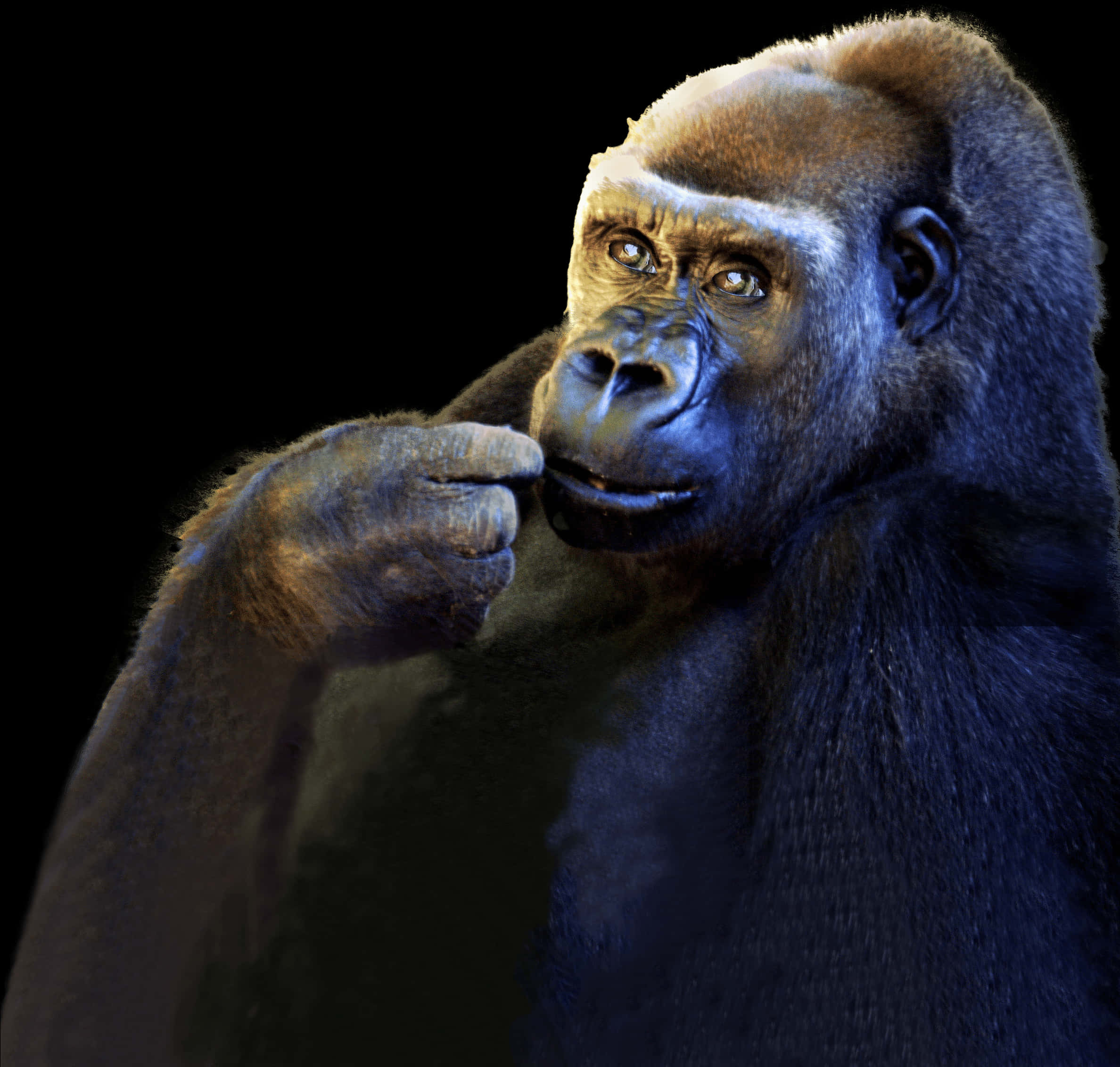 Thoughtful Gorilla Portrait PNG image
