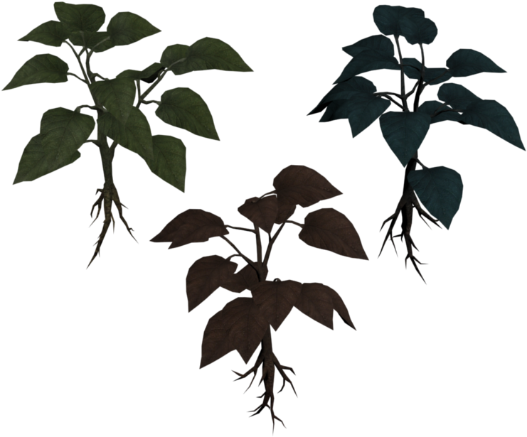 Three Basil Varieties Illustration PNG image