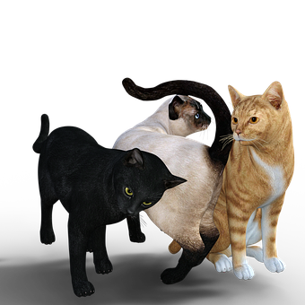 Three Cats Black Siamese Orange PNG image