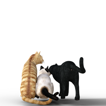 Three Cats Together Black Background PNG image
