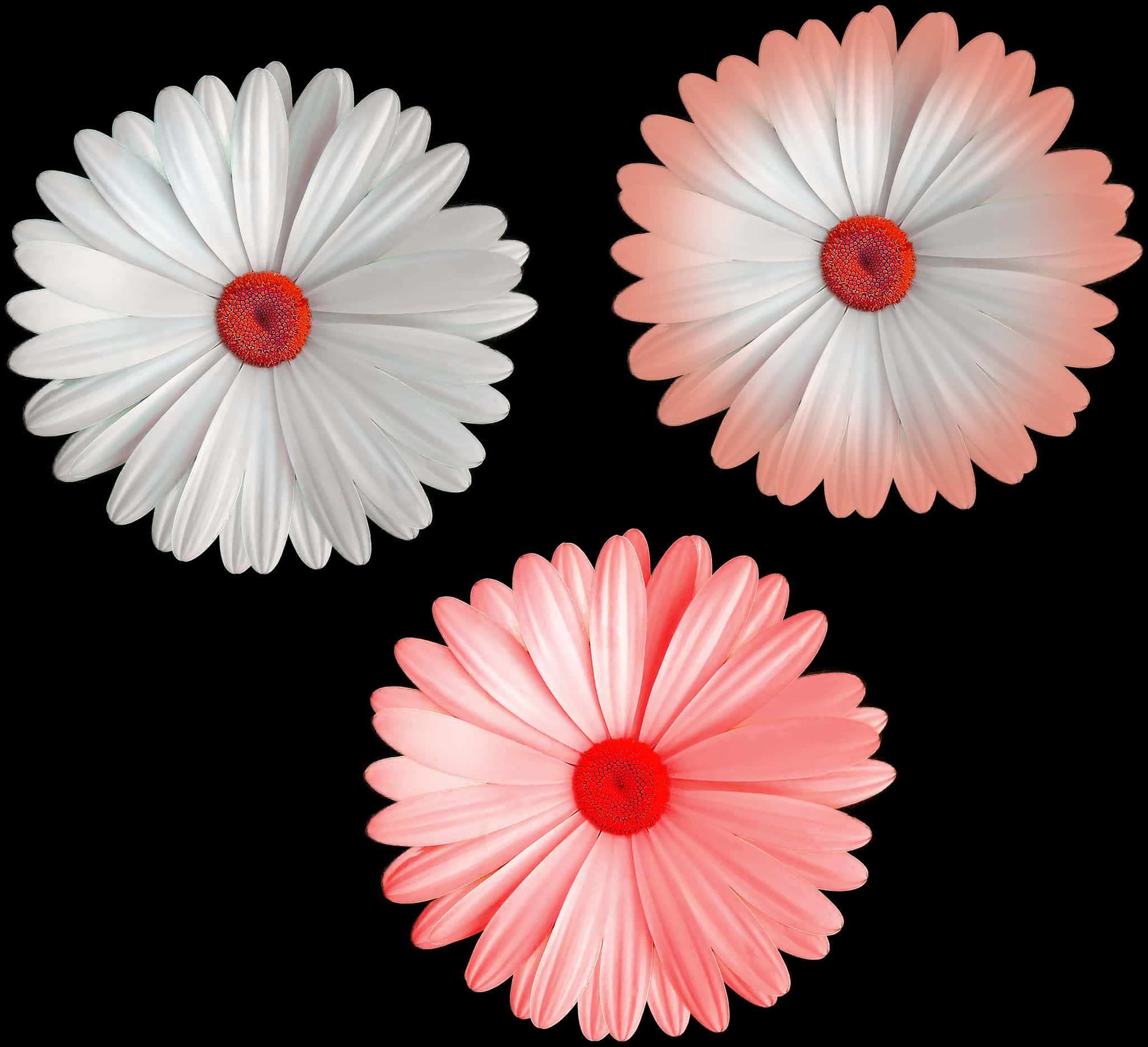 Three Colorful Daisies Black Background PNG image