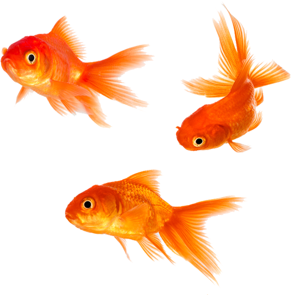 Three Goldfish Swimming PNG image