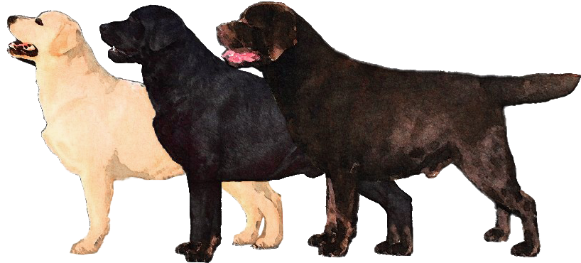 Three Labrador Retriever Coat Colors PNG image