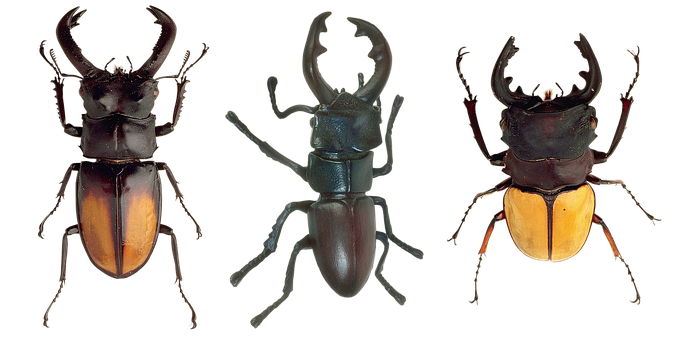 Three Stag Beetles Variety PNG image