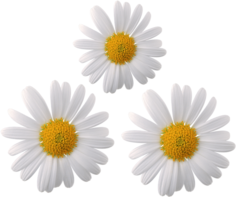 Three White Daisieson Grey Background PNG image