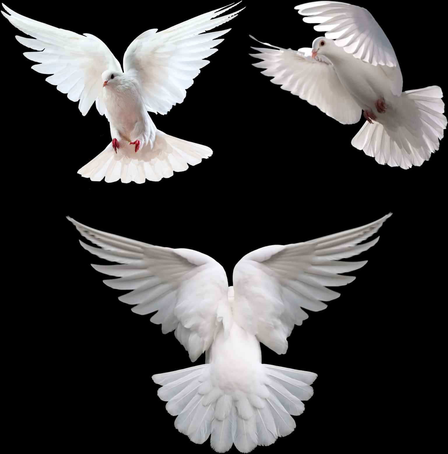 Three White Doves In Flight PNG image