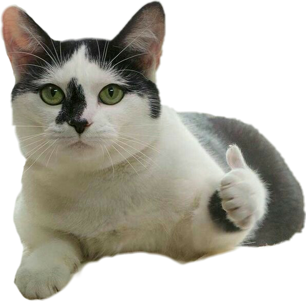 Thumbs Up Cat Meme PNG image