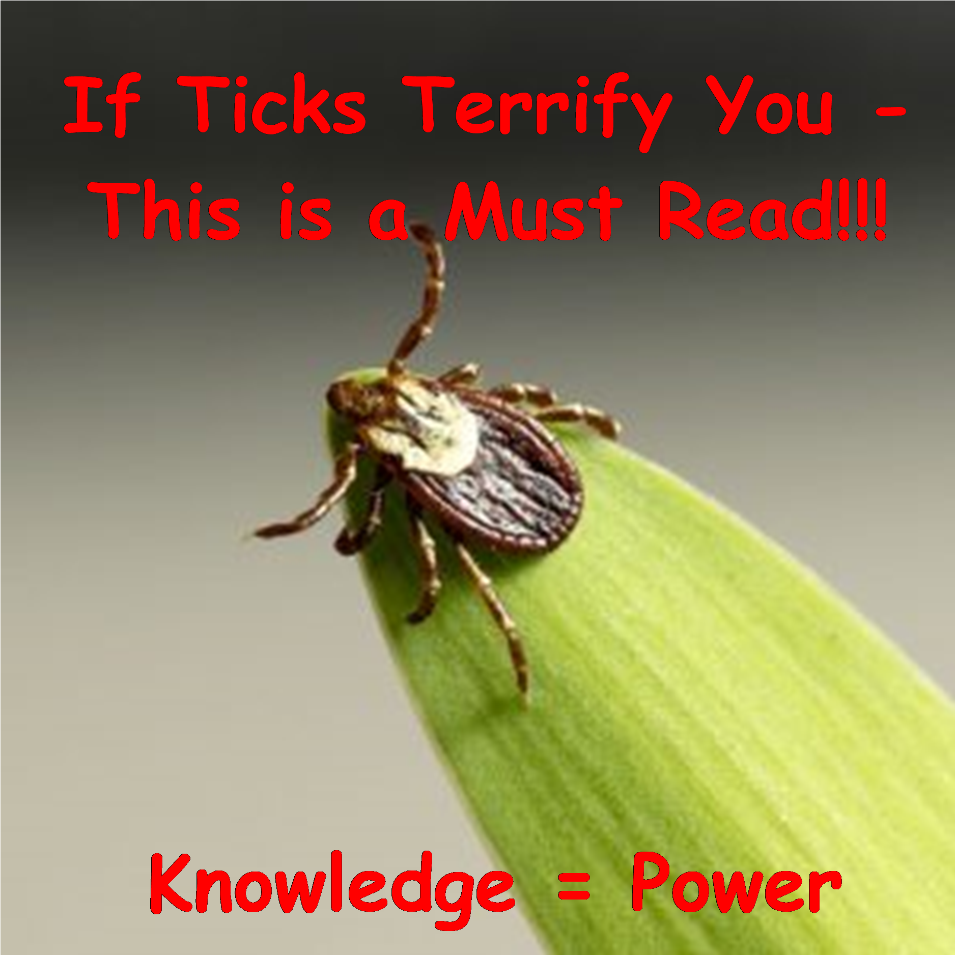 Tick Information Alert PNG image