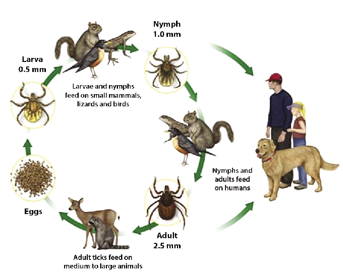 Tick Life Cycle Infographic PNG image