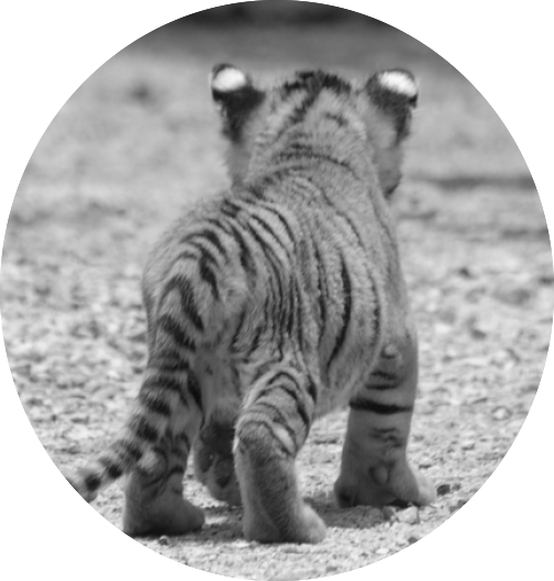 Tiger Cub Walking Away PNG image