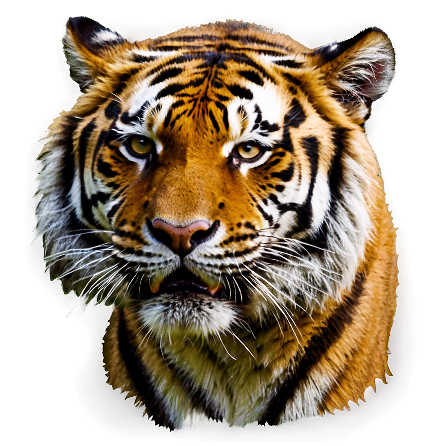 Tiger Face C PNG image