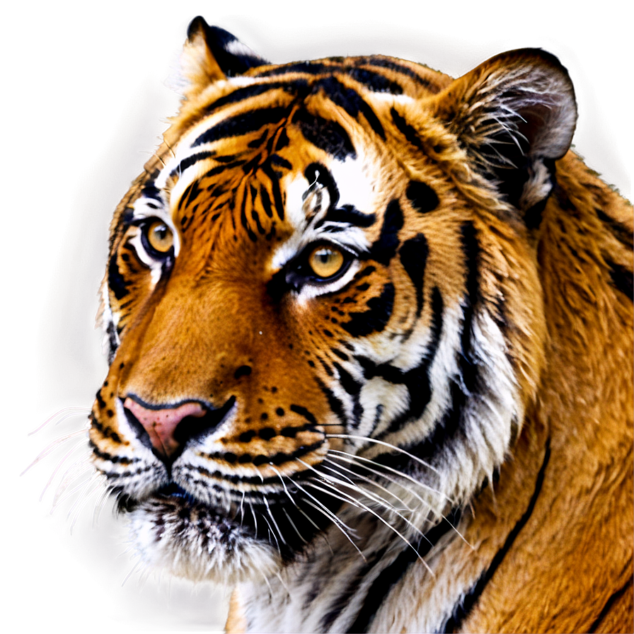 Tiger Face Close-up Png 22 PNG image