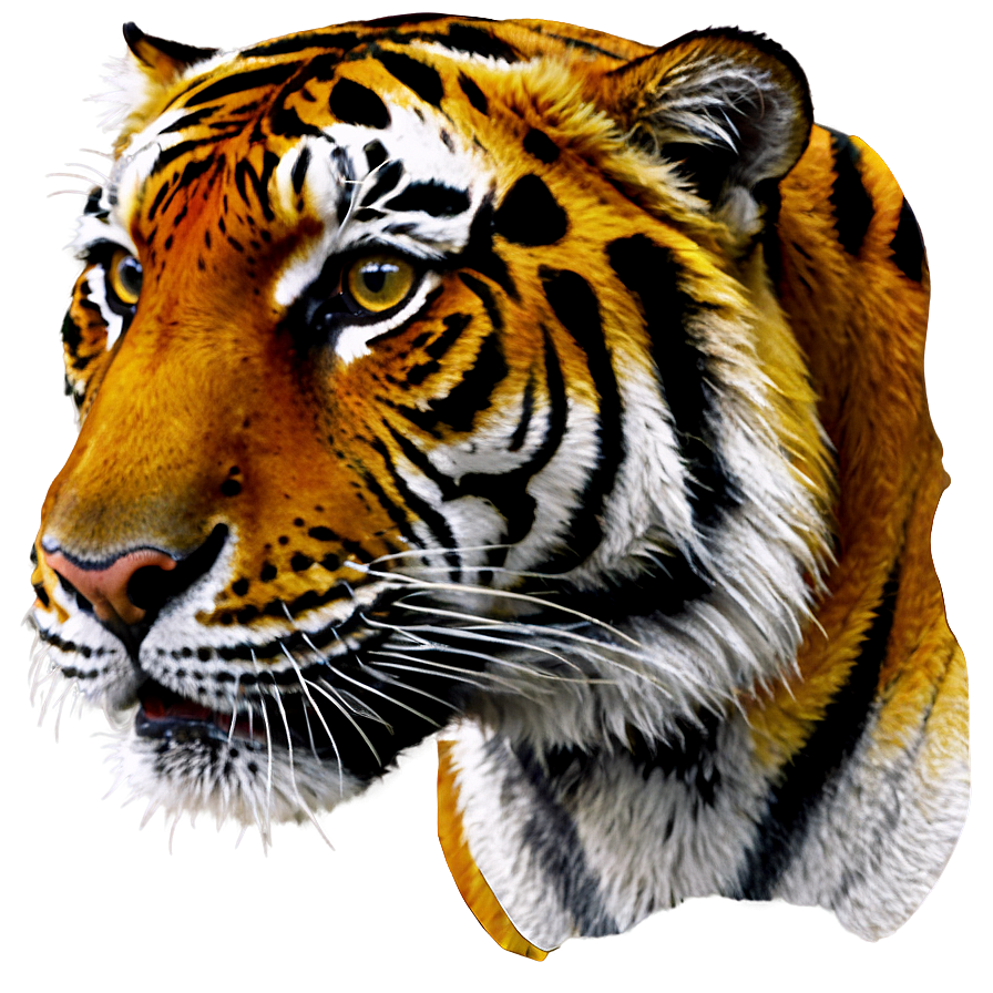 Tiger Face Close-up Png 72 PNG image