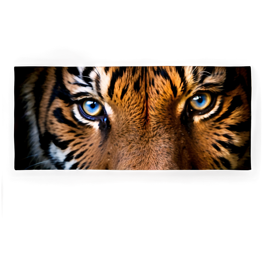 Tiger Face On Dark Background Png 06252024 PNG image