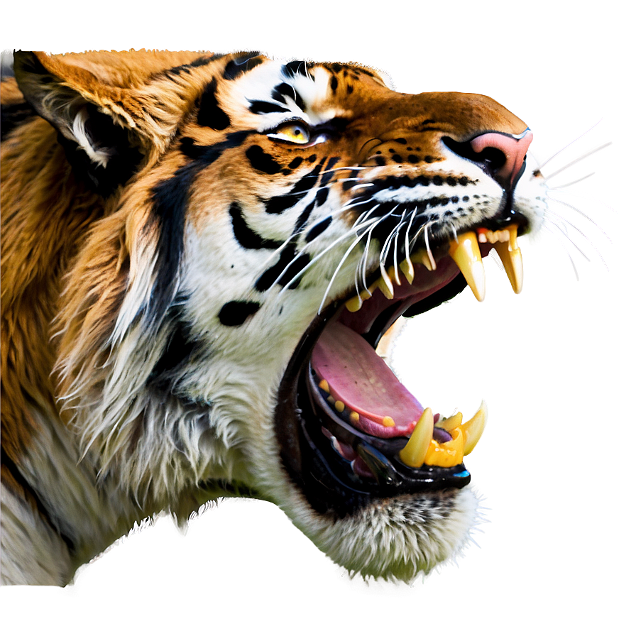 Tiger Face Roar Png 05042024 PNG image
