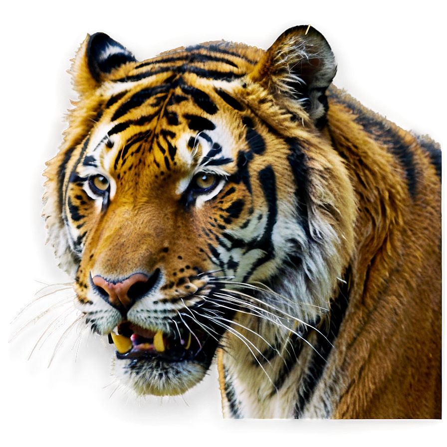 Tiger Face Roar Png Jiu22 PNG image