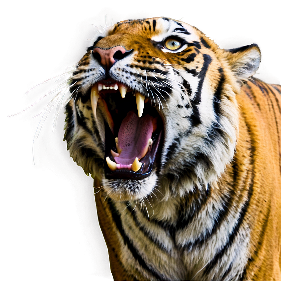 Tiger Face With Open Mouth Png 06252024 PNG image