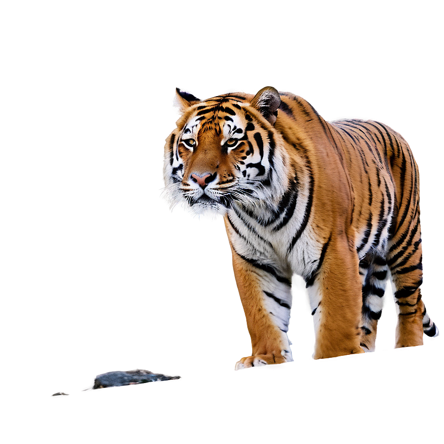 Tiger In Habitat Png Uld75 PNG image