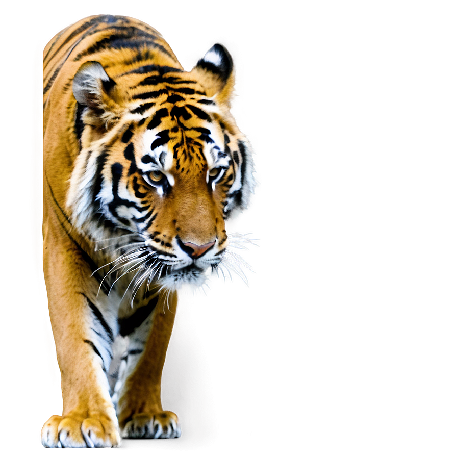Tiger In Jungle Png 05032024 PNG image