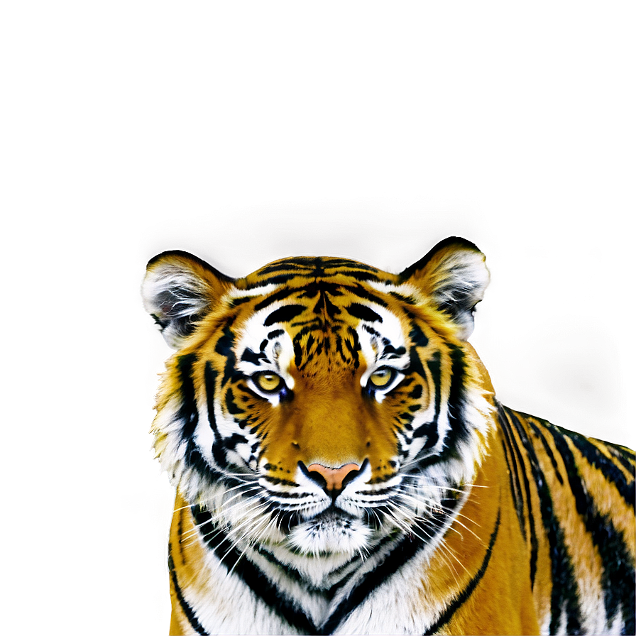 Tiger In Jungle Png 40 PNG image