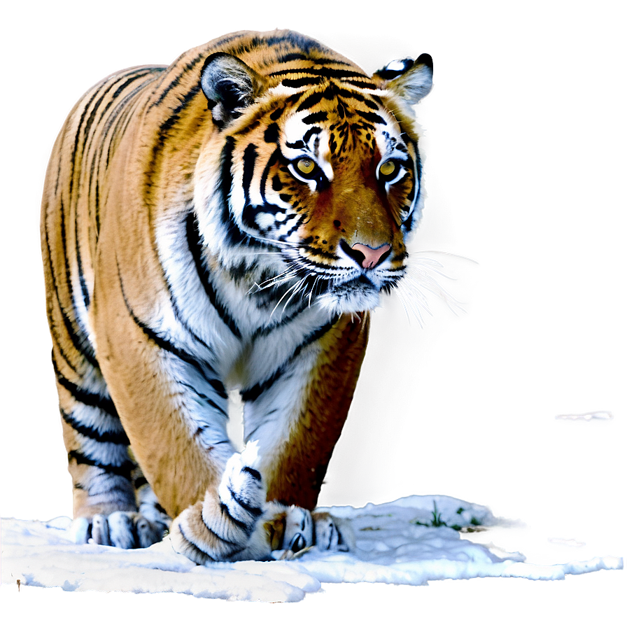 Tiger In Snow Png 26 PNG image