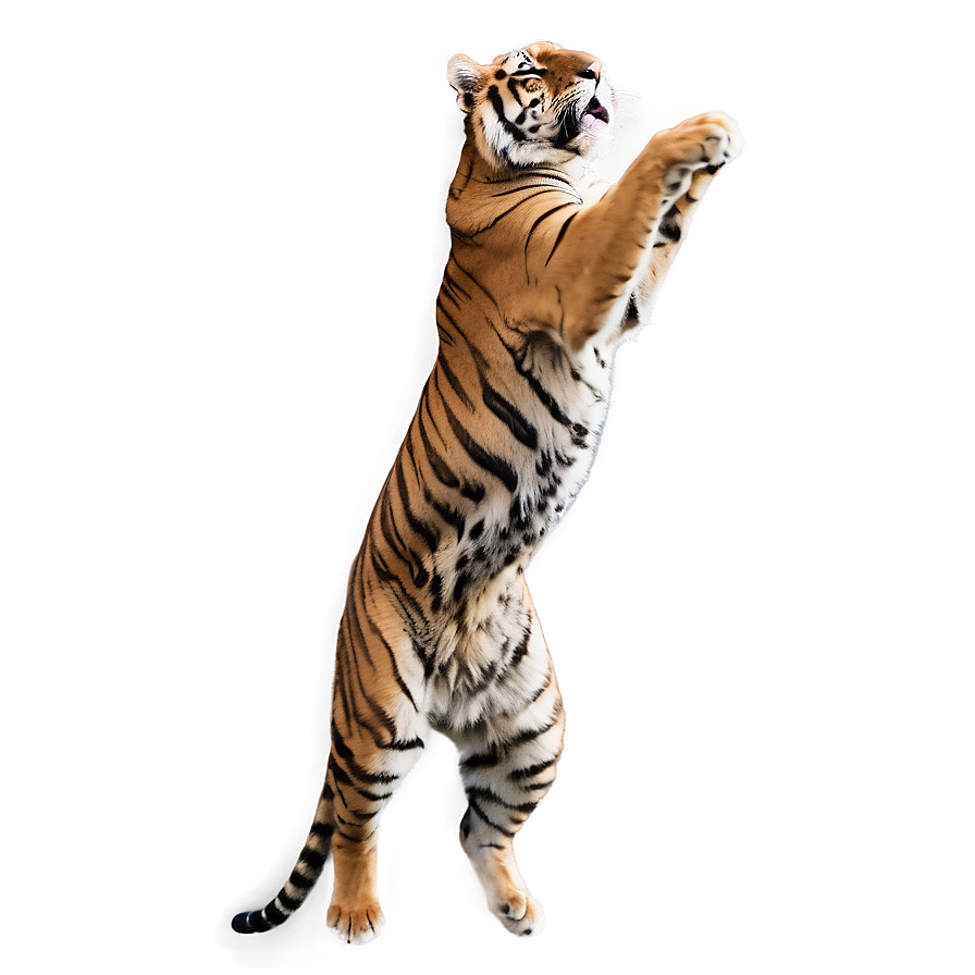 Tiger Jumping Png 05032024 PNG image