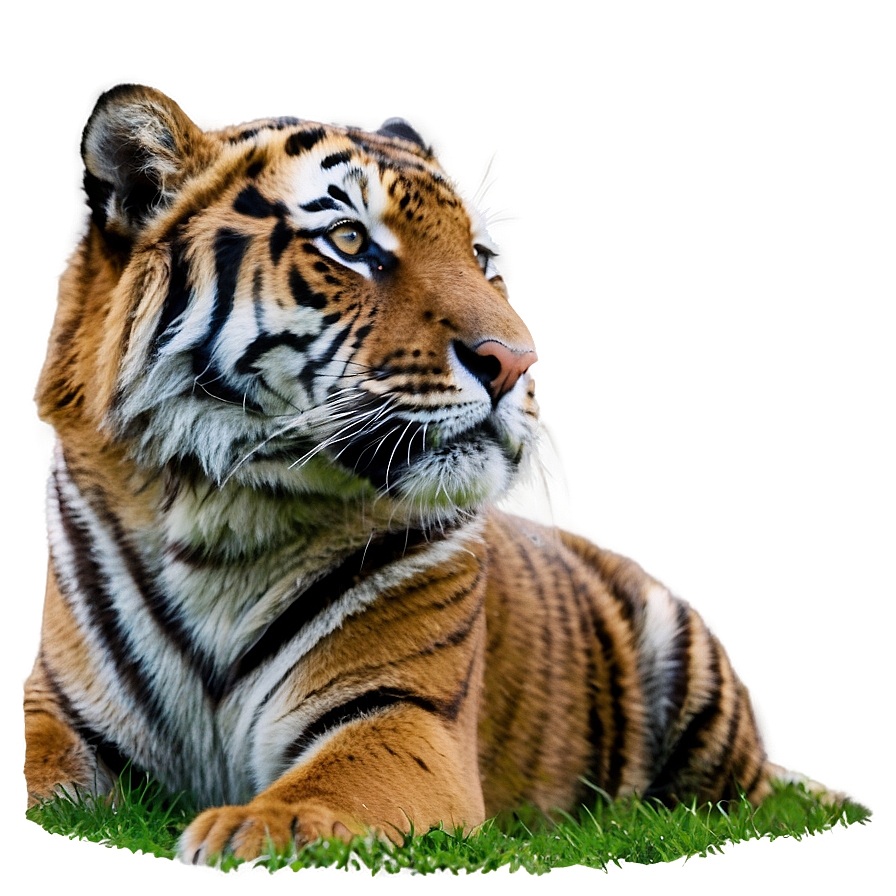 Tiger Looking Up Png Ohc PNG image