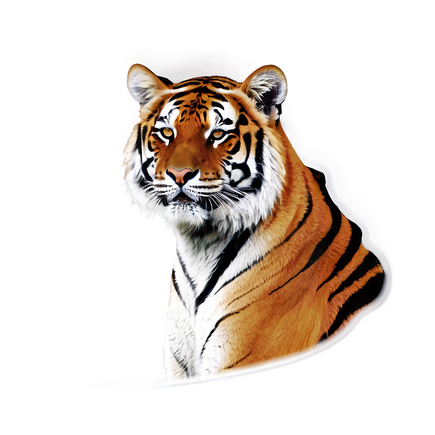 Tiger Portrait Png 33 PNG image