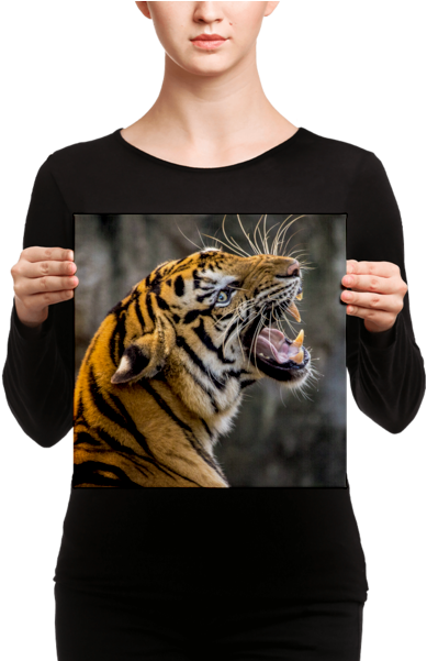 Tiger Portraiton Canvas PNG image