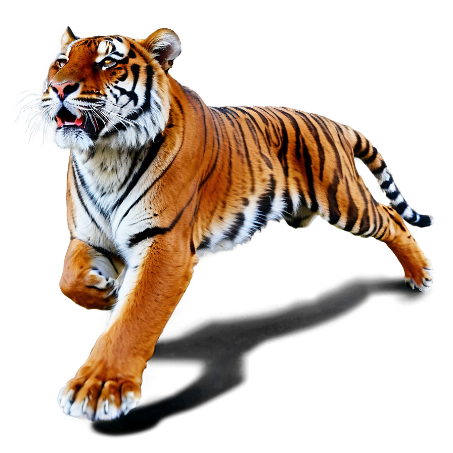 Tiger Running Png Lit PNG image