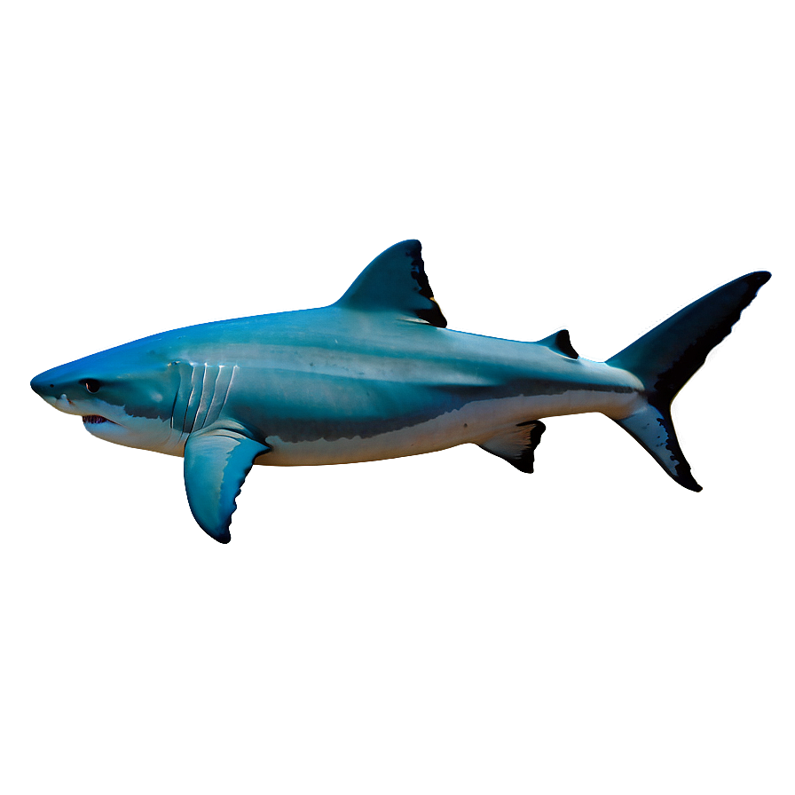 Tiger Shark Eco System Png 06212024 PNG image