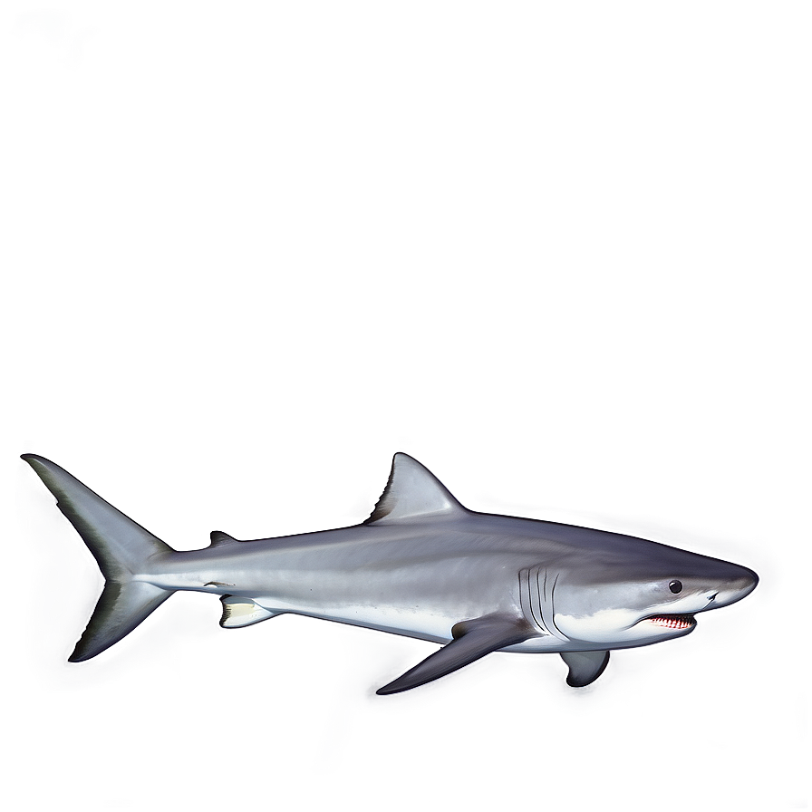 Tiger Shark In The Wild Png 06212024 PNG image