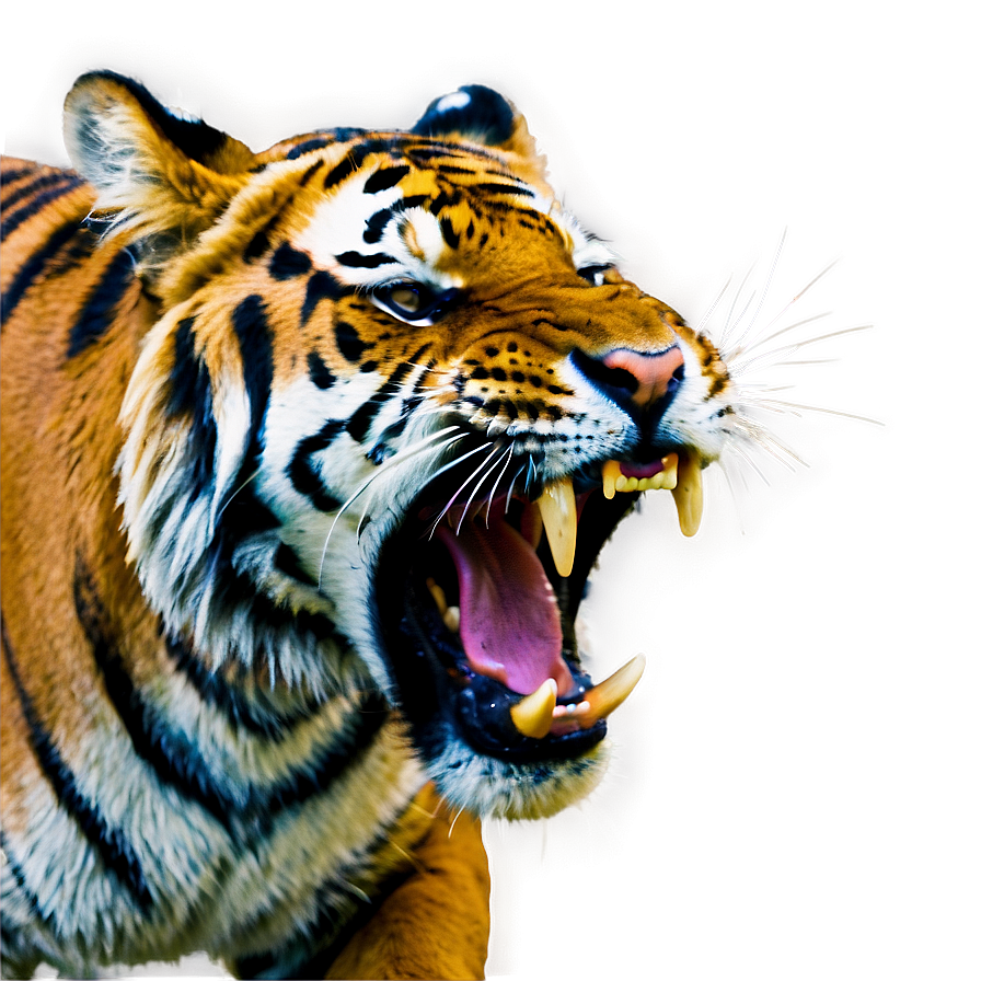 Tiger Showing Teeth Png Rwm PNG image