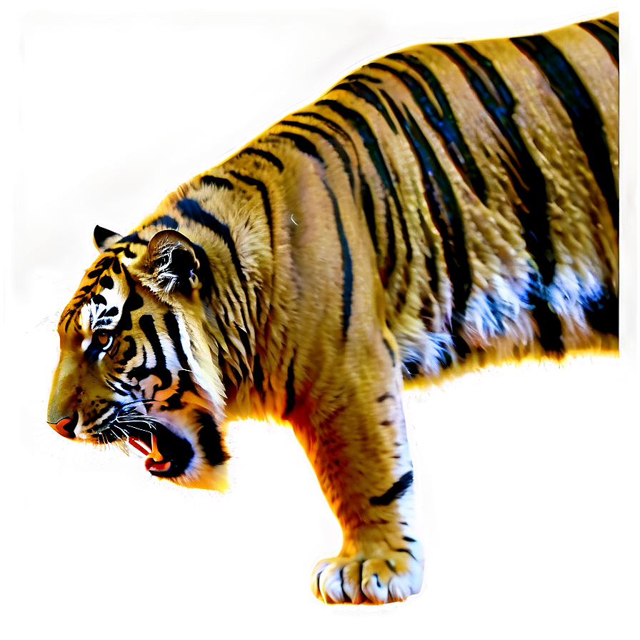 Tiger Sketch Png 05032024 PNG image