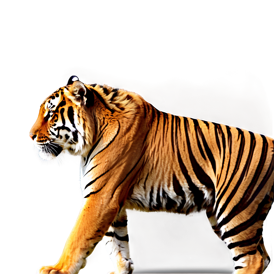 Tiger Walking Png Era PNG image