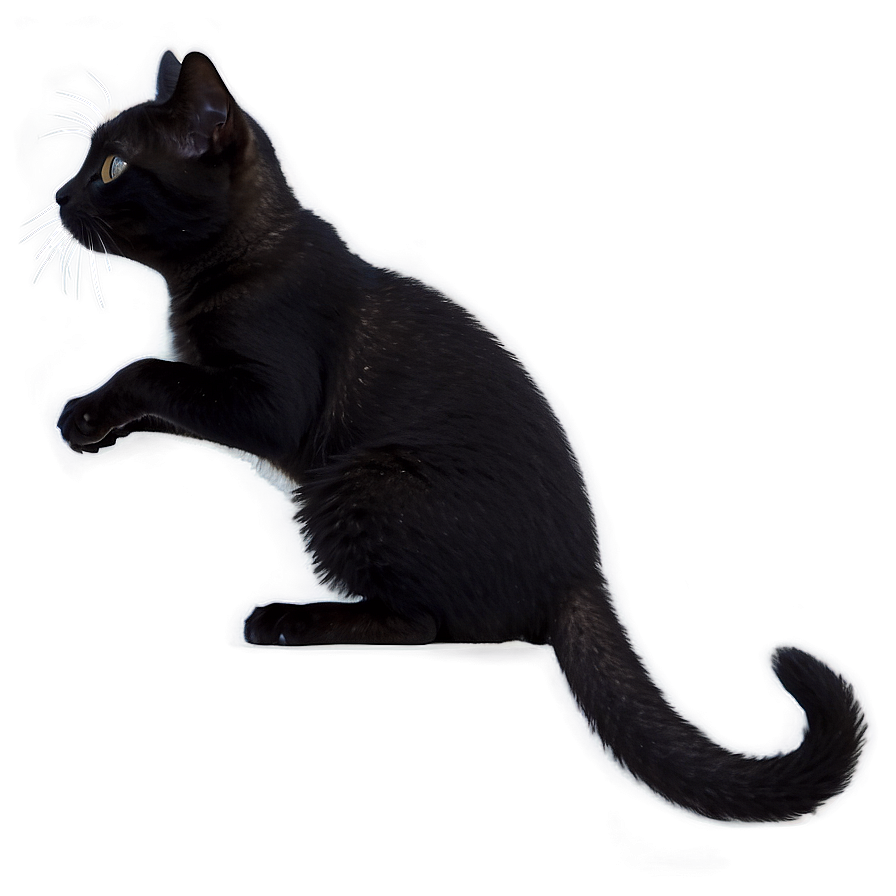 Tiny Cat Meme Png 05212024 PNG image