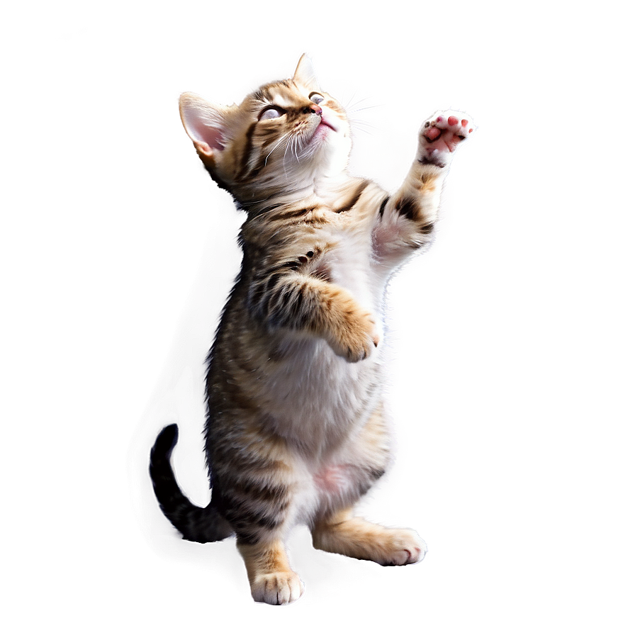 Cat Meme Png Images (300++)