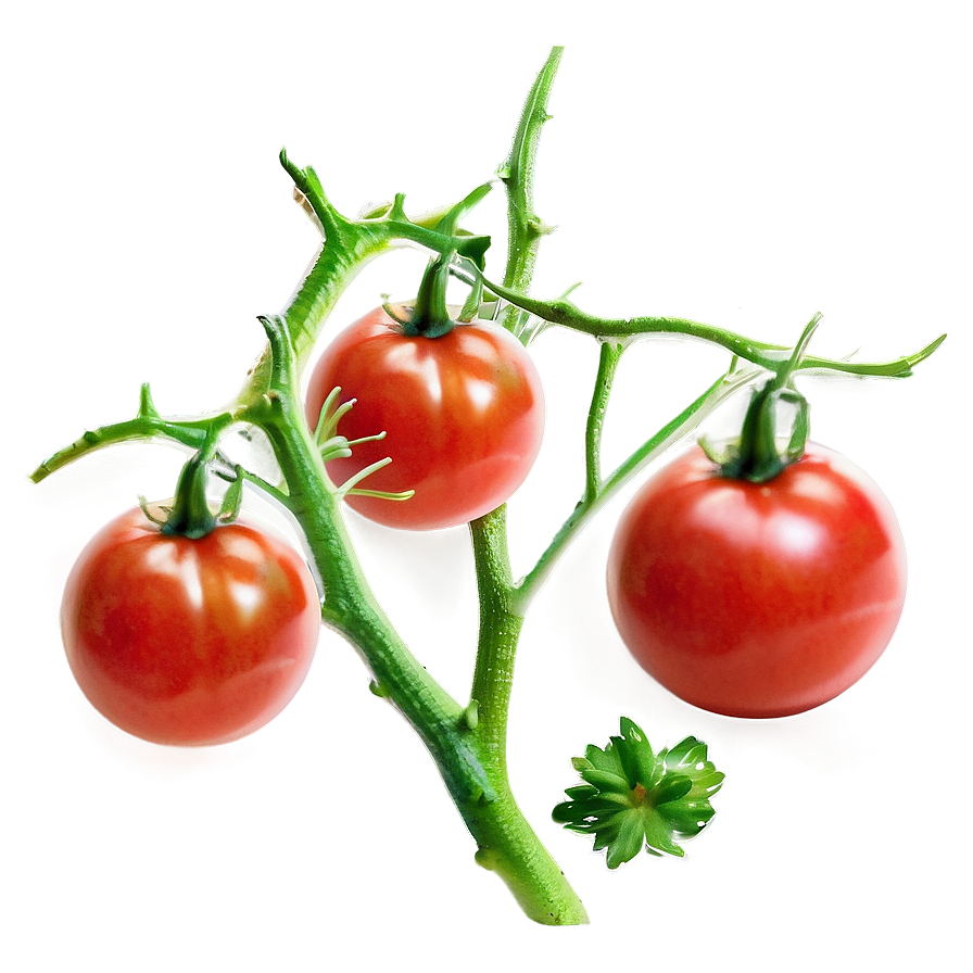 Tomato Branch Png Iss38 PNG image