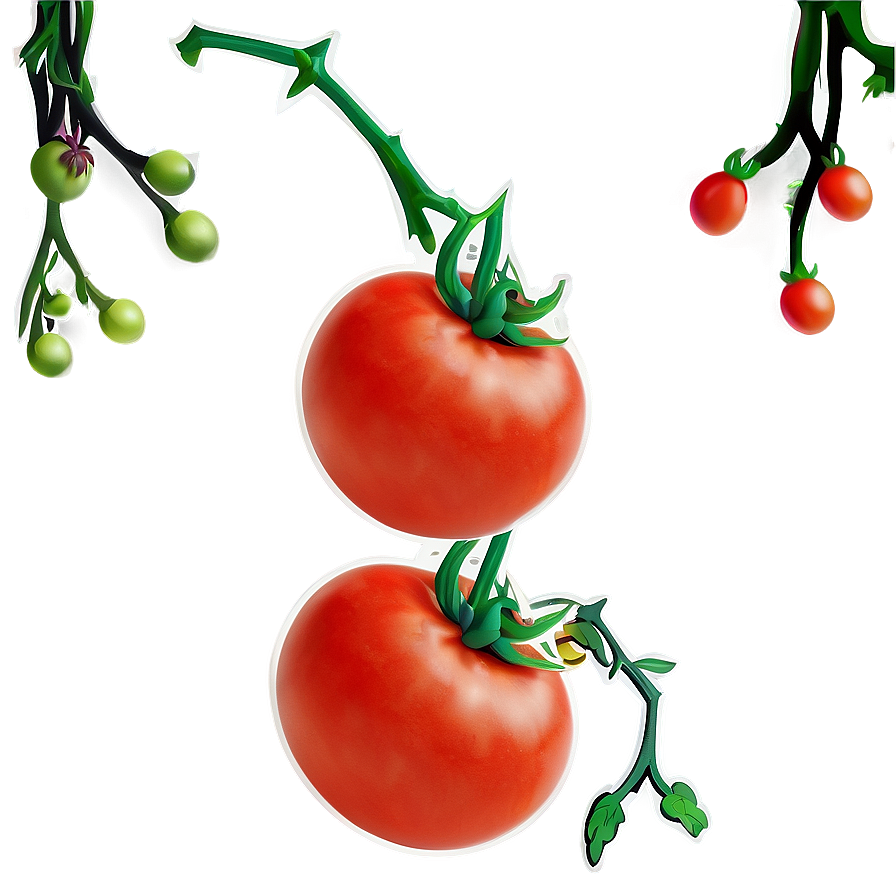 Tomato On Vine Png 40 PNG image