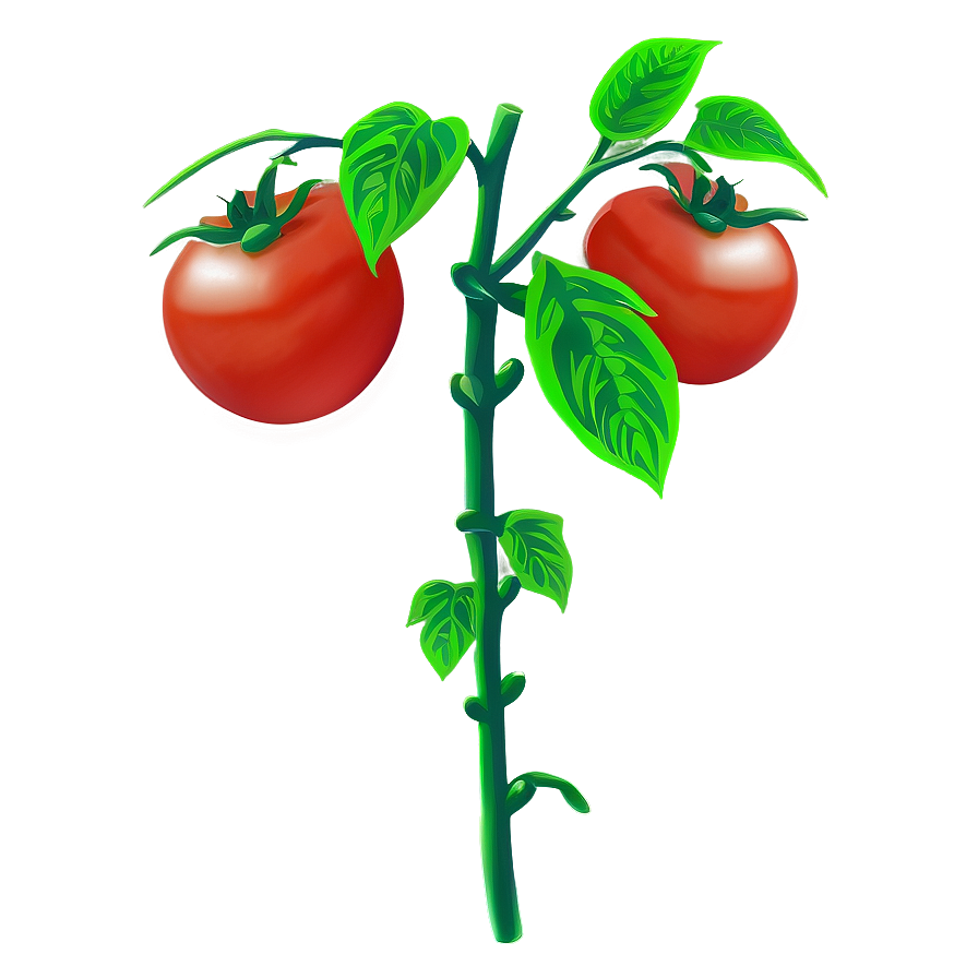 Tomato Plant Flower Png Hln80 PNG image