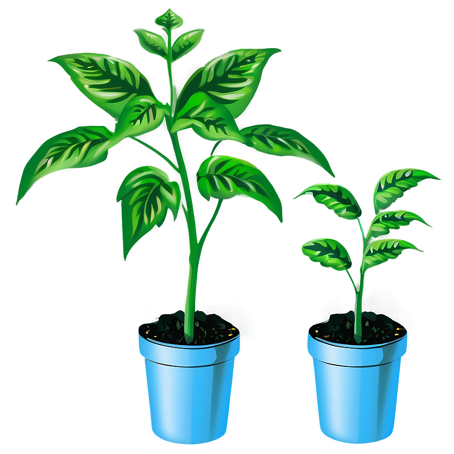 Tomato Plant Seedlings Png Qca PNG image