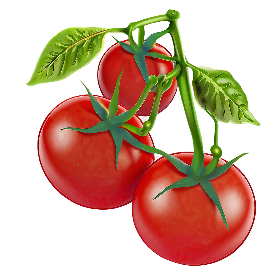 Tomato Plant With Tomatoes Png Ekg67 PNG image