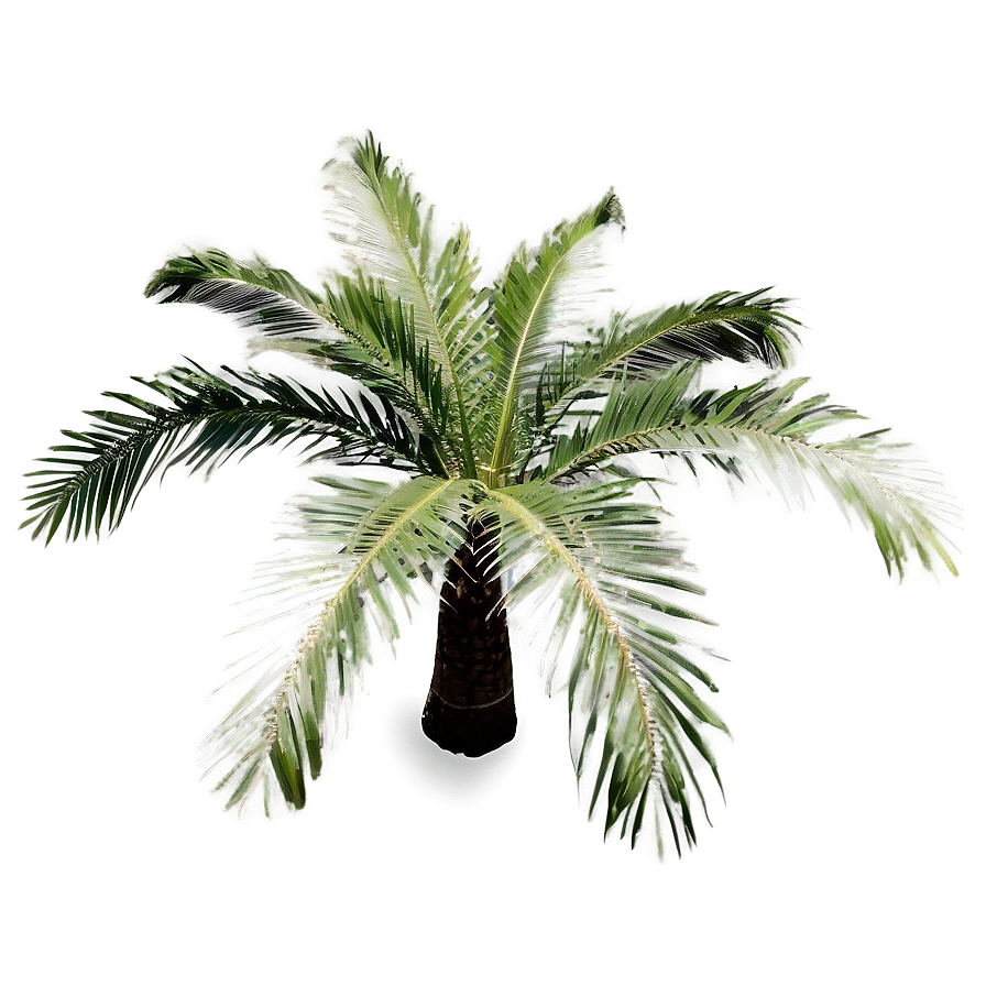 Top View Palm Trees Png 05042024 PNG image