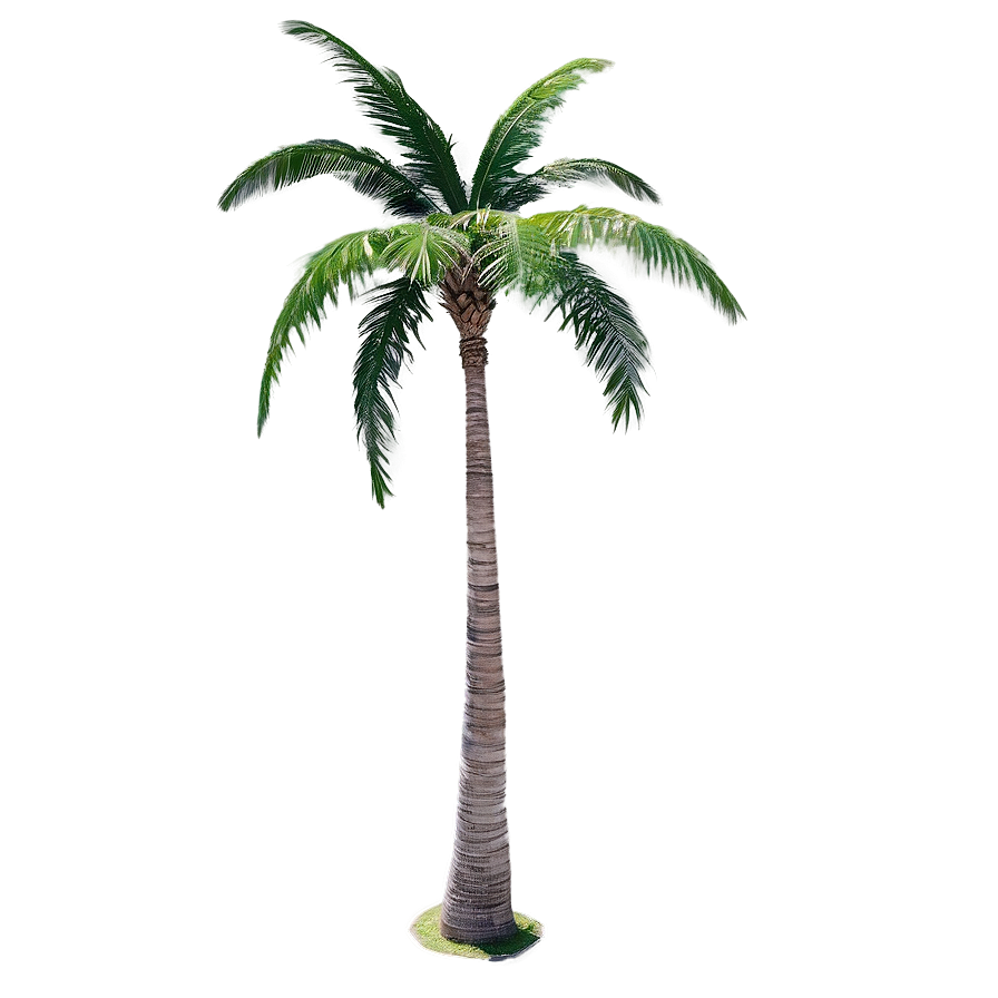 Top View Palm Trees Png Gfd47 PNG image