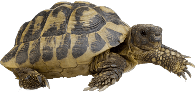 Tortoise_ Profile_ View PNG image
