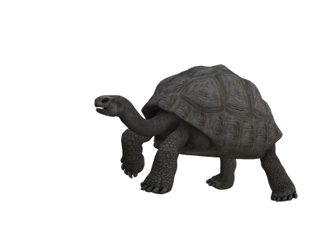 Tortoiseon Black Background PNG image