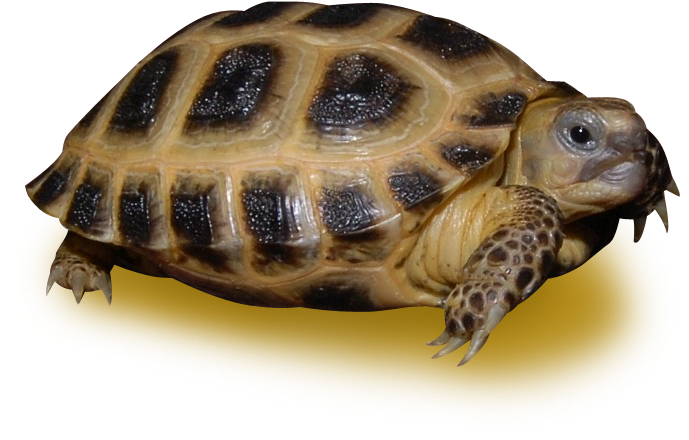 Tortoiseon Yellow Background.png PNG image