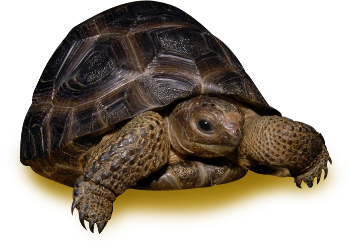 Tortoiseon Yellow Background.png PNG image
