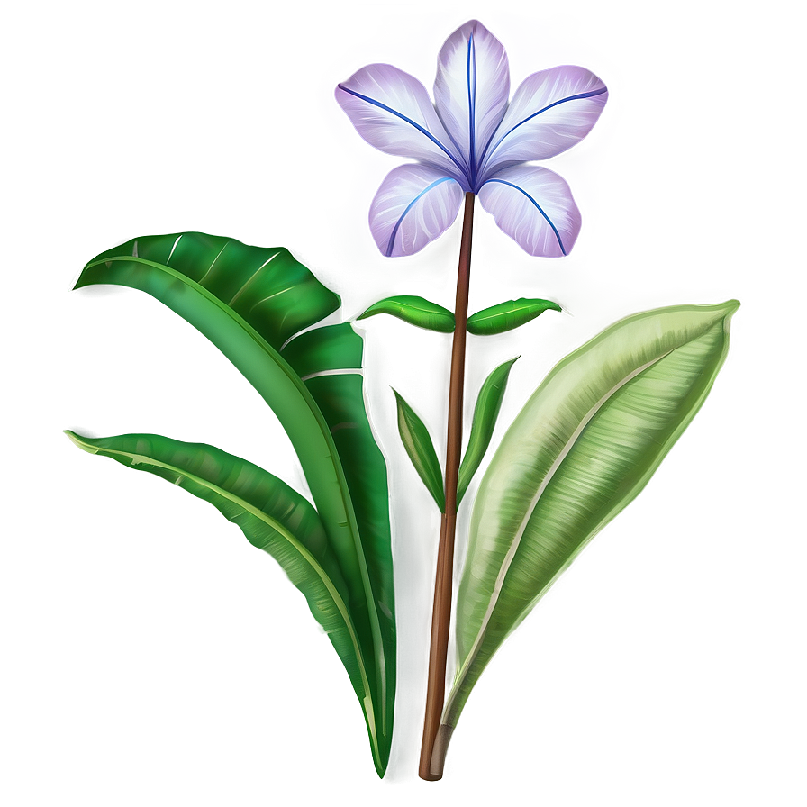 Traditional Botanical Print Png Dgu PNG image